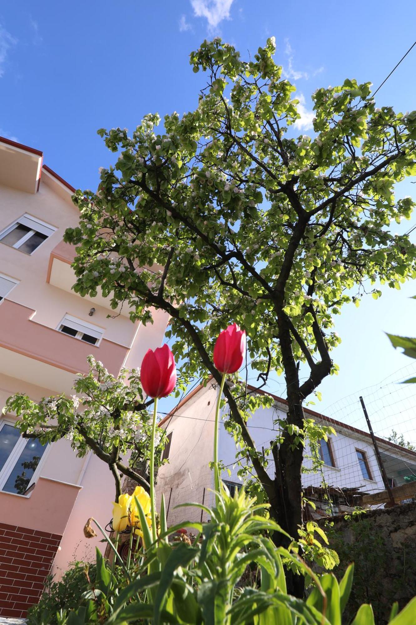 Turka House * Pogradec